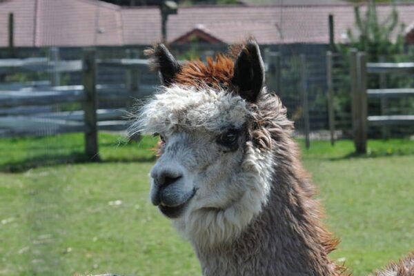 Alpaca Finance: Гигант DeFi на BNB Chain объявляет о закрытии – что стало причиной краха?