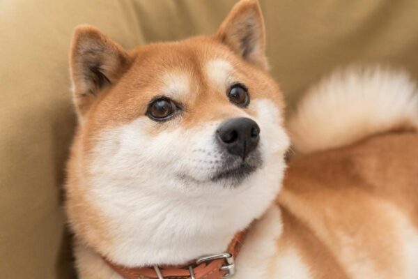 Shiba Inu (SHIB) в 2030 году: Реалистичный прогноз цены и перспективы мема? Аналитика и мнения экспертов